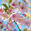 桜の名所は長野県にはたくさん！おススメしたい桜スポットとは？