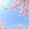 東京都北区の桜の名所は？仕事帰りに行けるところはある？
