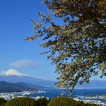桜の名所は静岡市ではどこにあるのか？静岡市の桜スポットをご紹介！