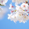 高崎市にある桜の名所は有名な場所ばかり！おススメの桜スポット