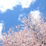 桜の名所は多摩地区にはたくさんある！一度は行きたい桜スポット