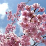 桜の名所は富山県でおススメな桜のスポット３つ