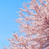 関市にある桜の名所とはどんな所？一度は行きたい桜スポットとは？